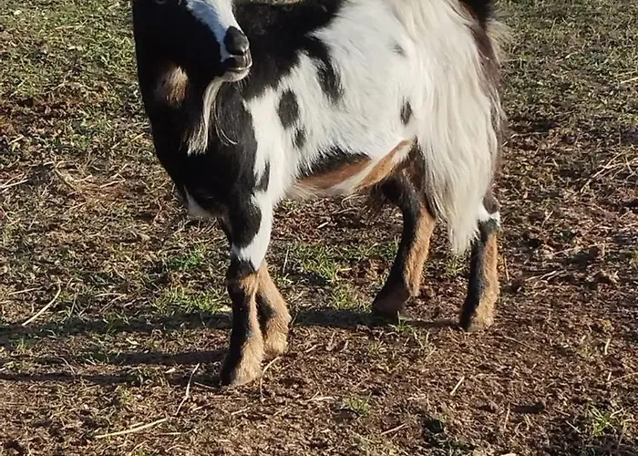 Maison Conviviale Avec Jardin A Vakantiehuis *